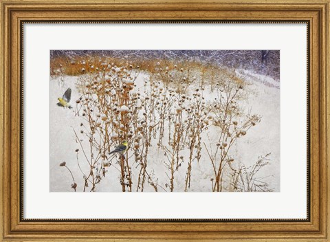 Framed Goldfinches Snow Print