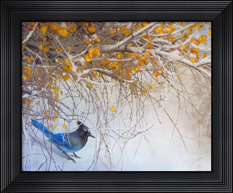 Framed Snowy Branches Stellar Jay Print