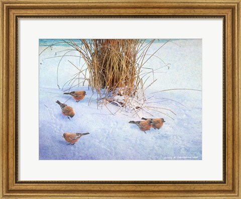 Framed Rosy Finches Print