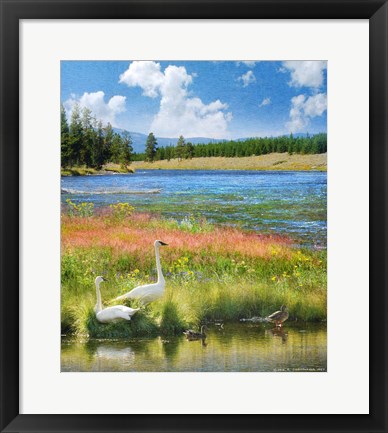 Framed Swans Madison River Print