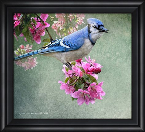 Framed Bluejay Amid Blooms Print