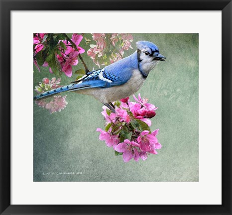 Framed Bluejay Amid Blooms Print