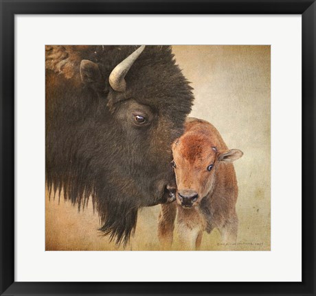 Framed Bison Mother And Calf Print