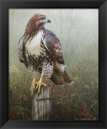 Framed Hawk And Barbed Wire Print