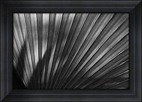 Framed Arizona Fern Print