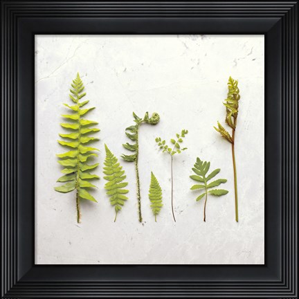 Framed Flat Lay Ferns III Print