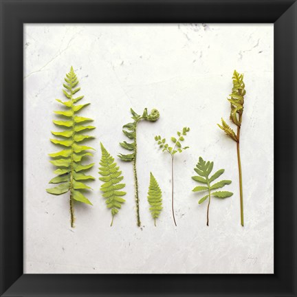 Framed Flat Lay Ferns III Print