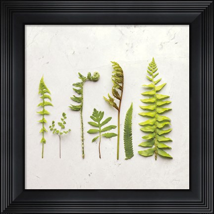 Framed Flat Lay Ferns IV Print