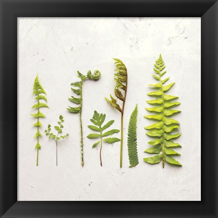 Framed Flat Lay Ferns IV Print