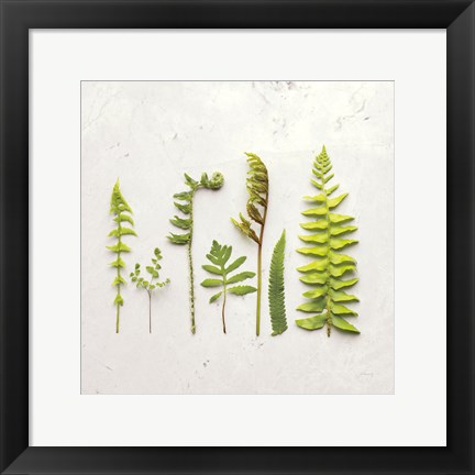 Framed Flat Lay Ferns IV Print