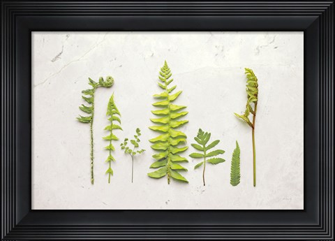 Framed Flat Lay Ferns II Print