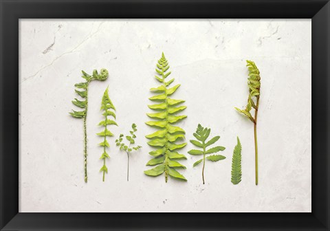 Framed Flat Lay Ferns II Print