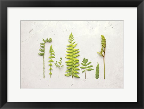 Framed Flat Lay Ferns II Print