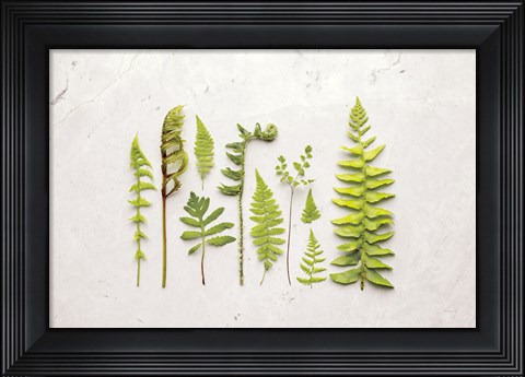 Framed Flat Lay Ferns I Print