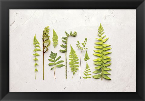 Framed Flat Lay Ferns I Print