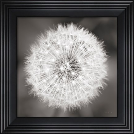 Framed Dandelion Seedhead Print