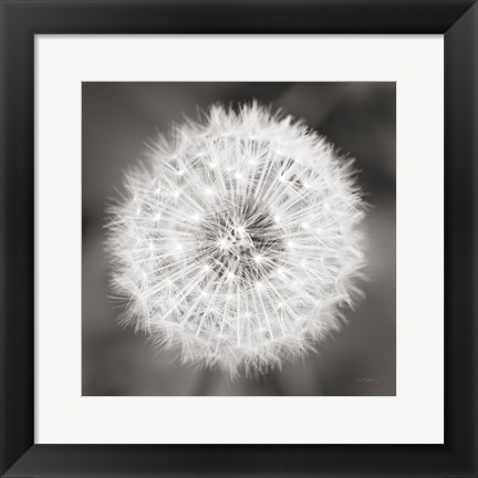 Framed Dandelion Seedhead Print