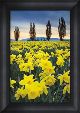 Framed Skagit Valley Daffodils I Print