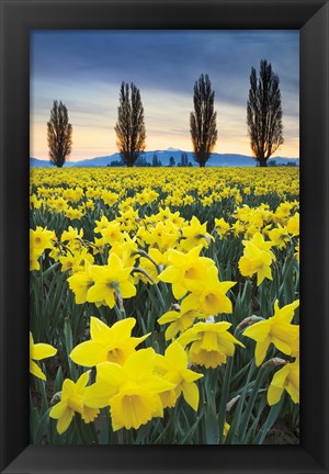 Framed Skagit Valley Daffodils I Print