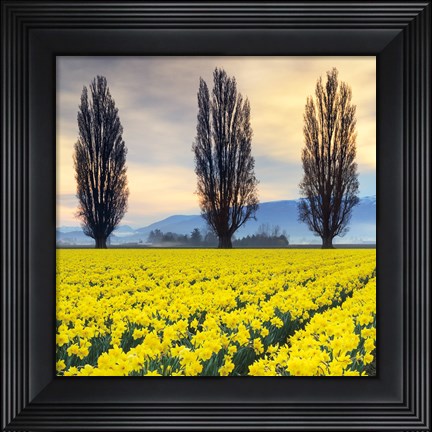 Framed Skagit Valley Daffodils II Print