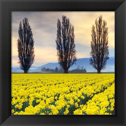 Framed Skagit Valley Daffodils II Print