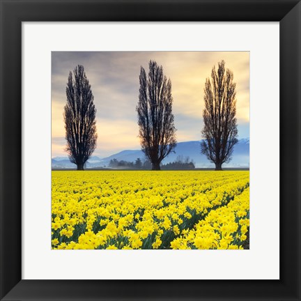 Framed Skagit Valley Daffodils II Print