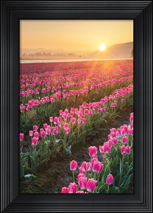 Framed Skagit Valley Tulips II Print