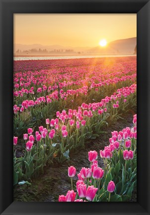 Framed Skagit Valley Tulips II Print