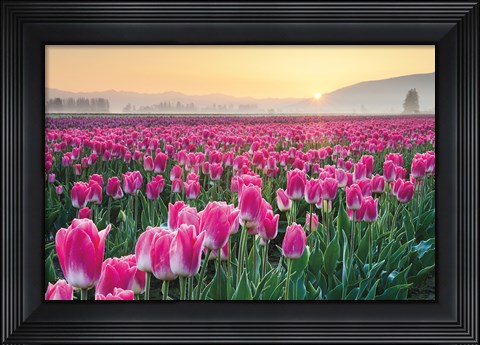 Framed Skagit Valley Tulips I Print