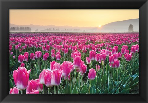 Framed Skagit Valley Tulips I Print