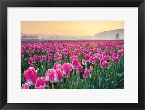 Framed Skagit Valley Tulips I Print