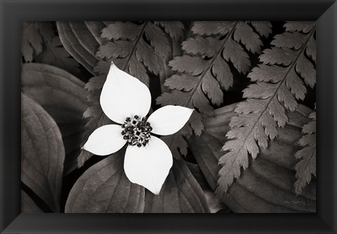 Framed Bunchberry and Ferns I BW Print