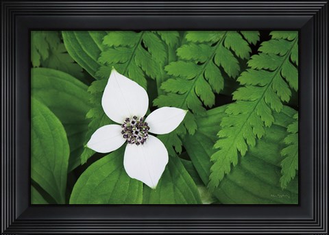 Framed Bunchberry and Ferns I color Print