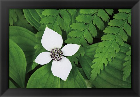 Framed Bunchberry and Ferns I color Print