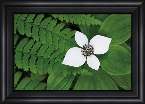 Framed Bunchberry and Ferns II color Print