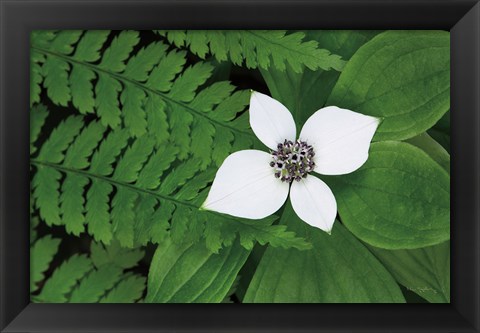 Framed Bunchberry and Ferns II color Print