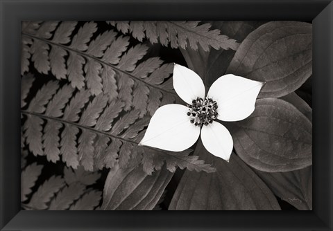 Framed Bunchberry and Ferns II BW Print