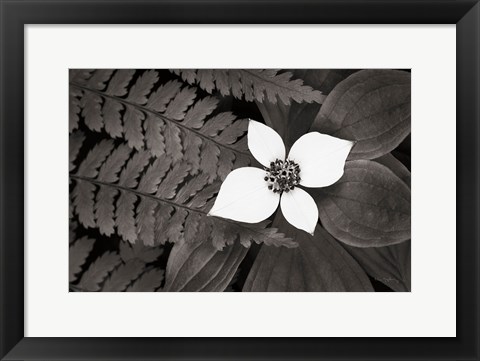 Framed Bunchberry and Ferns II BW Print