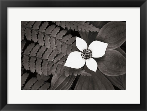 Framed Bunchberry and Ferns II BW Print