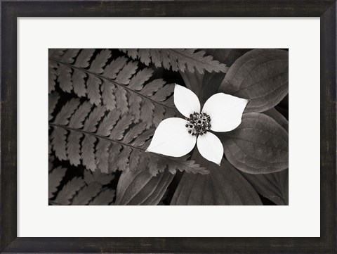 Framed Bunchberry and Ferns II BW Print