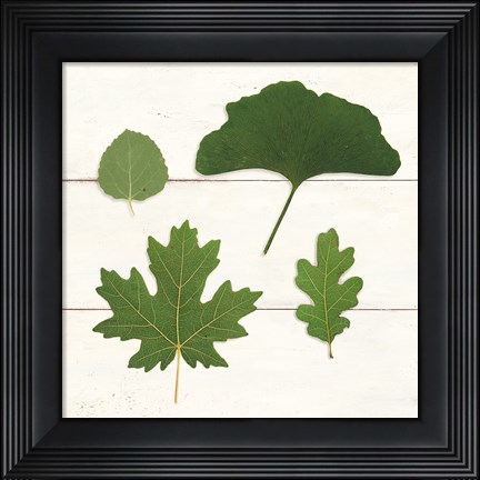 Framed Leaf Chart V Shiplap Print