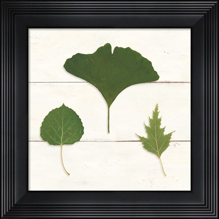 Framed Leaf Chart IV Shiplap Print