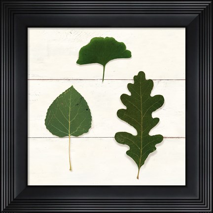 Framed Leaf Chart III Shiplap Print