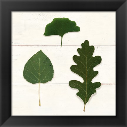 Framed Leaf Chart III Shiplap Print