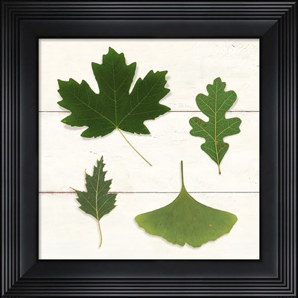 Framed Leaf Chart II Shiplap Print