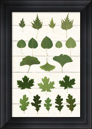 Framed Leaf Chart I Shiplap Print