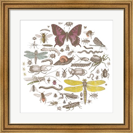 Framed Insect Circle II Bright Print
