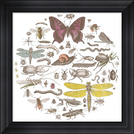 Framed Insect Circle II Bright Print