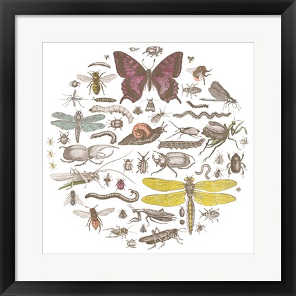 Framed Insect Circle II Bright Print