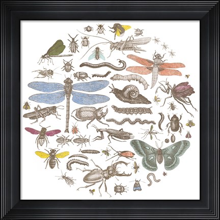 Framed Insect Circle I Bright Print